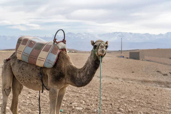 Dromedary camel on Agafay desert , Marrakech, Morocco — 스톡 사진
