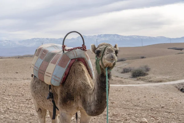 Dromedary camel on Agafay desert , Marrakech, Morocco — 스톡 사진