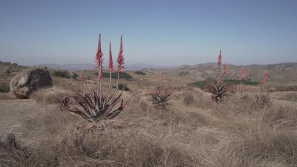 赤いアロエベラの植物を開花し 南アフリカのEswatiniの丘の上に乾いた草を振って — ストック動画