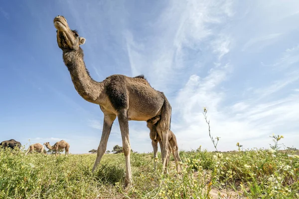 Troupeau Dromadaires Herbe Dans Oasis Bordure Dessert Sahara Maroc Afrique — Photo