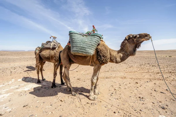 Dromedario Cammelli Piedi Sul Deserto Del Sahara Marocco Africa — Foto Stock
