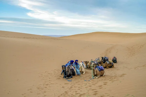 Mhamid Morocco March 2020 낙타와 베두인족의 카라반 사하라사막의 언덕에서 휴식을 — 스톡 사진