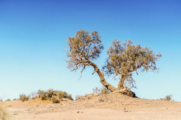 Vecchio Albero Acacia Nana Persistente Sul Deserto Del Sahara Marocco — Foto Stock