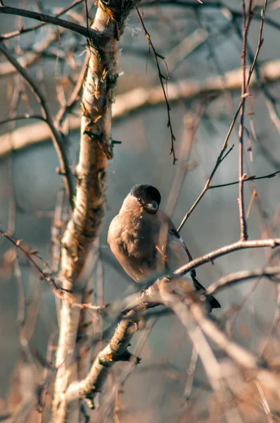 Bullfinch no ramo — Fotografia de Stock