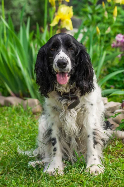 Rosyjski spaniel pies — Zdjęcie stockowe