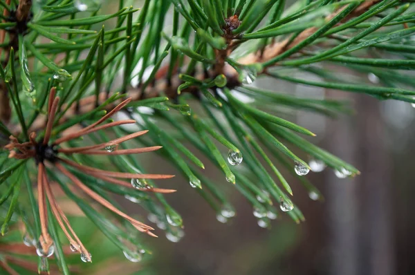 Gotas en una rama — Foto de Stock