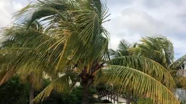 Palms in Curacao — Stock Video