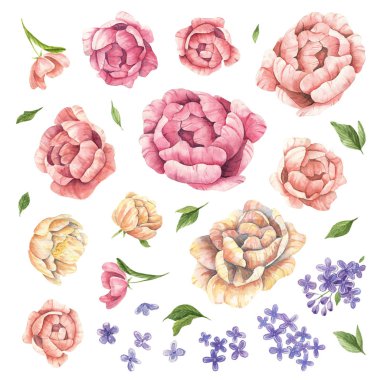 Şakayık çiçekli suluboya çizim seti. Beyaz arkaplanda yalıtılmış şakayık suluboya el çizimi.