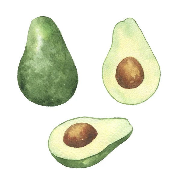 Aguacate acuarela. Ilustración dibujada a mano sobre fondo blanco . —  Fotos de Stock