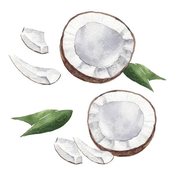 Υδατογραφία καρύδας φρούτα που απομονώνονται σε λευκό. Χειροποίητη απεικόνιση — Φωτογραφία Αρχείου