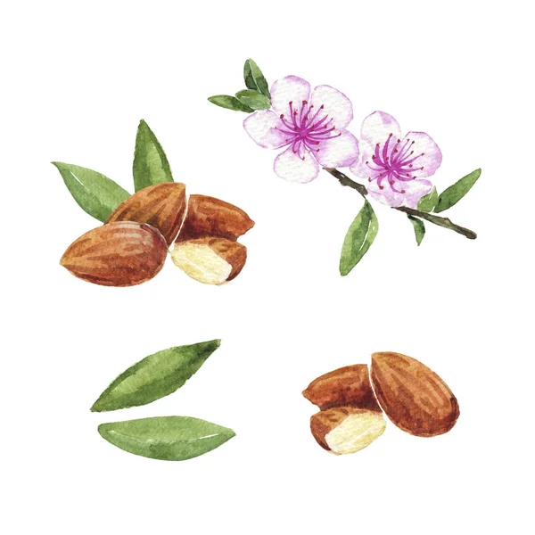 Hand drawn watercolor painting of flowering almonds and nuts isolated on white background. Illustration of nut for your design. — 스톡 사진