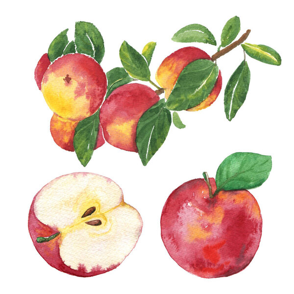 Hand drawn watercolor painting of apples on the white background. Food concept. Illustration of apples for your design.