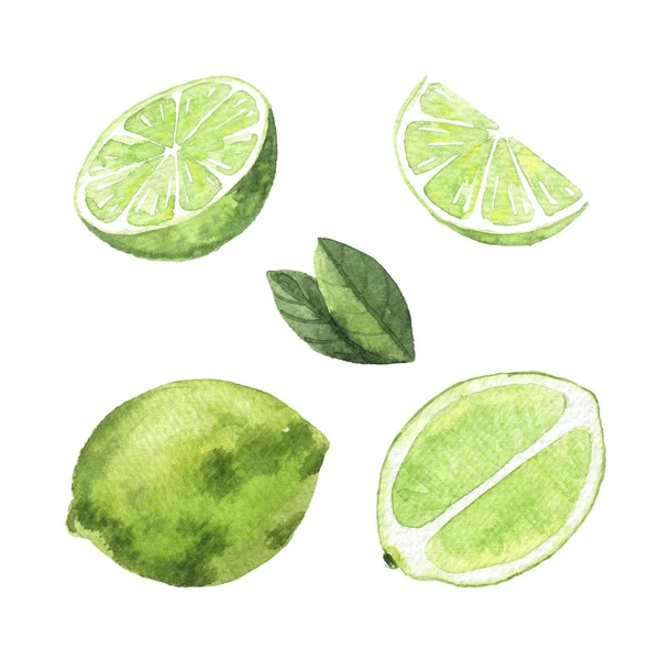 Watercolor Limes on white background. hand drawn isolated illustration — Zdjęcie stockowe