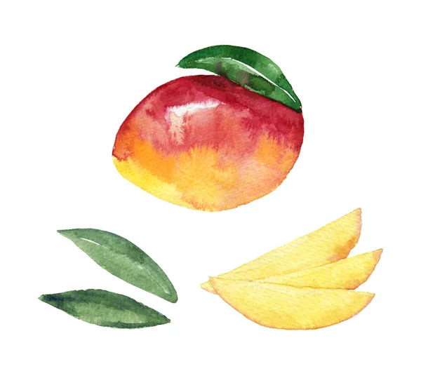 Watercolor of mango on a white background. Hand draw isolated illustration. Delicious sliced mango for your design. — Φωτογραφία Αρχείου