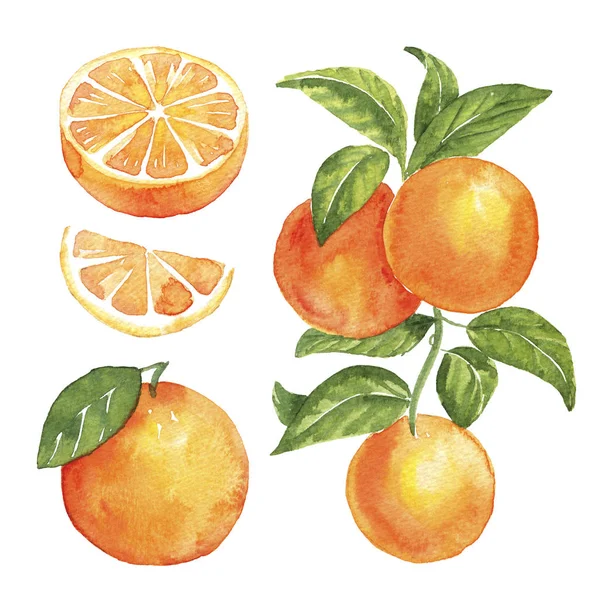 Watercolor Orange. hand drawn isolated illustration on a white background — Φωτογραφία Αρχείου