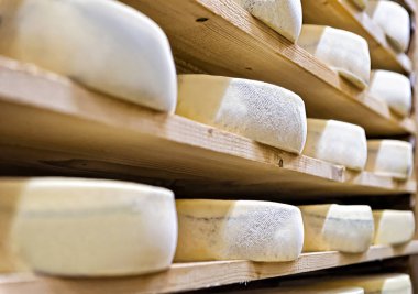 Kiler Franche süthane Comte olgunlaşması, yaşlanma peynir