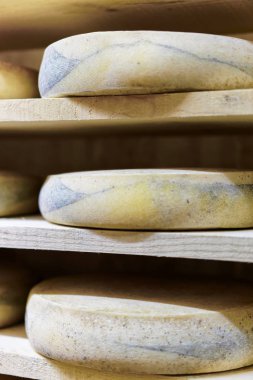 Peynir olgunlaşan mahzeni Franche süthane Comte, yaşlanma