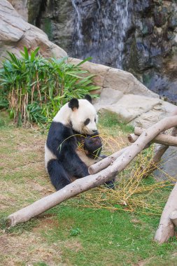 Siyah ve beyaz panda bambu Hk Ocean Park yemek