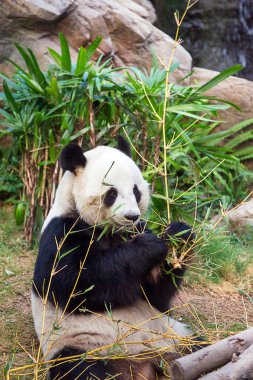Siyah ve beyaz panda bambu Ocean Park Hk yeme