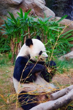 Siyah ve beyaz panda bambu Ocean Park Hk yemek