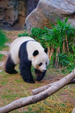 Ocean Park Hk siyah ve beyaz panda