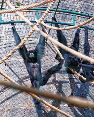 Hayvanat Bahçesi Besancon örümcek maymun Siyah başlı
