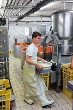 Süt formlarda Gruyere Comte peynir koyarak Cheesemaker