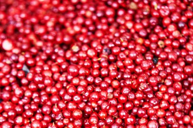 Orman Fuska arka plan. Seçici odak