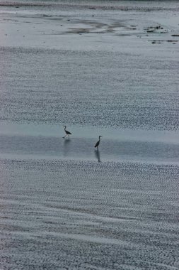 Manche Fransa'nın Normandiya'Herons İngilizce, kanal