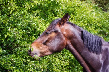 Brecon Beacons çayırda yeşil yeme at bırakır