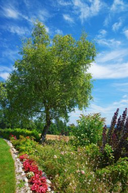 Lavanta Yverdon İsviçre iç bahçesinde