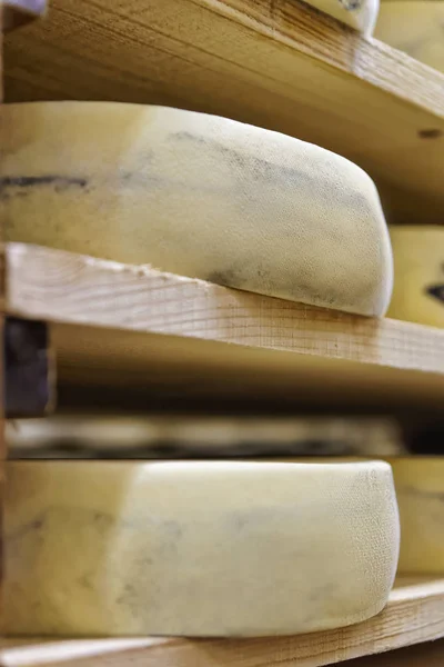 Veroudering kaas op de rijping van de kelder zuivel Franche Comte — Stockfoto