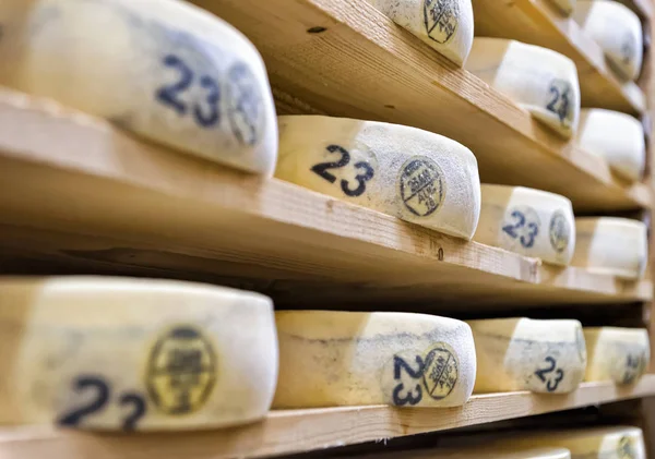 Aging Cheese in maturing cellar Franche creamery Comte