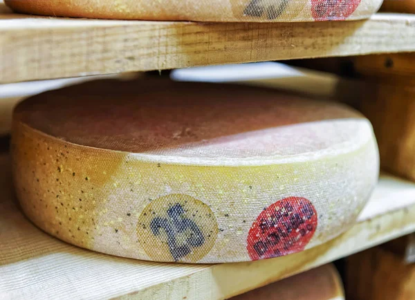Veroudering van Comte kaas in de rijping van de kelder in Franche Comte zuivel — Stockfoto