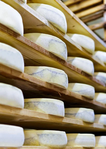乳製品で成熟のセラー内の高齢化のグリュイ エール ・ ド ・ コンテ チーズ — ストック写真