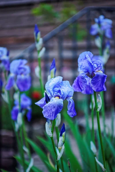 Cornflag Flower mekar di Brecon Beacons di South Wales — Stok Foto