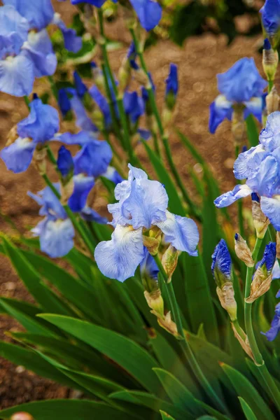 Blauwe Iris in moestuin — Stockfoto