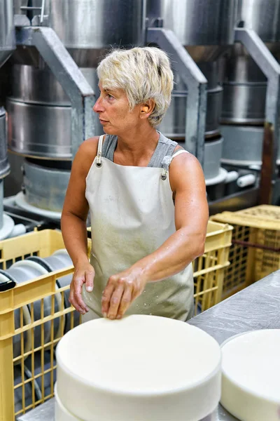 Genç Comte peynir formları süt koyarak Cheesemaker — Stok fotoğraf