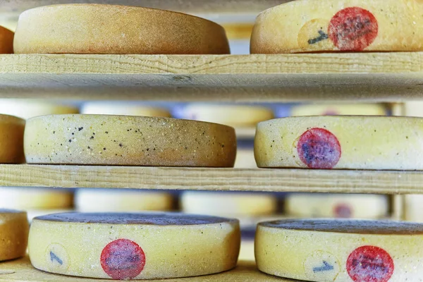 Comte Aging Cheese on ripening cellar Franche creamery