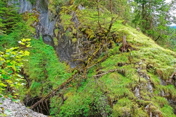 Лес в долине Лаутербруннен в кантоне Берн в Швейцарии — стоковое фото