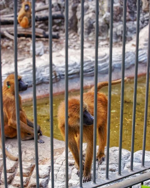 Bruine baviaan Zoo in citadel in Besançon — Stockfoto