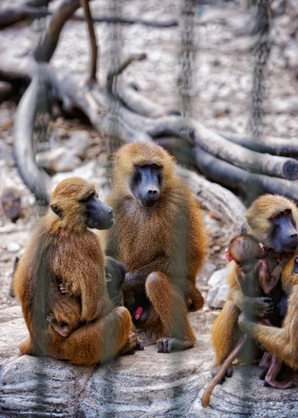 Guinee bavianen familie in dierentuin in citadel in Besançon — Stockfoto