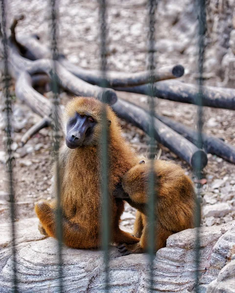 Guinee bavianen in dierentuin in citadel van Besançon — Stockfoto