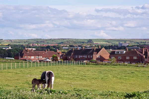 Paard en colt in weide bij Whitby in North Yorkshire — Stockfoto