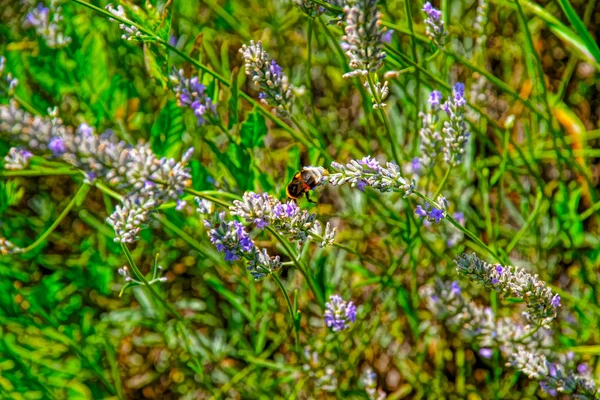 Lavender at inner yard of Yverdon in Switzerland — Stock Photo, Image