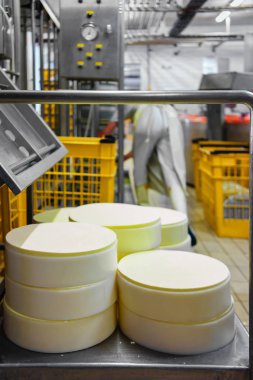 Gruyere de Comte peynir süt formları içine koyarak