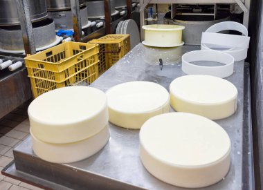 Süt formlarda Gruyere de Comte peynir koyarak