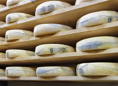 Peynir olgunlaşma yaşlanma raflar Franche Comte cellar