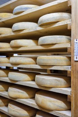 Peynir olgunlaşma içinde yaşlanma raflar süt Franche Comte cellar