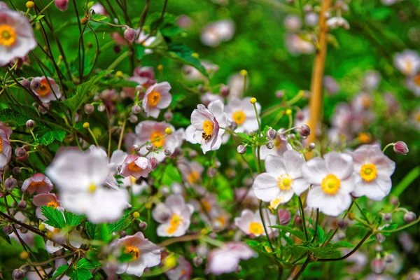 瑞士伯尔尼劳特布龙嫩山谷的粉红花园花卉 — 图库照片